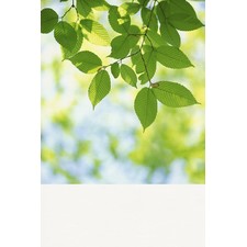 Eco-friendly, Flame-Retardant, Pre-Pasted Wallpaper | Outdoor Signs