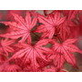 Reddish-pink leaves on this...