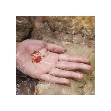 The Bachelorette Kit