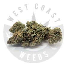 VIOLATOR – AAA – INDICA