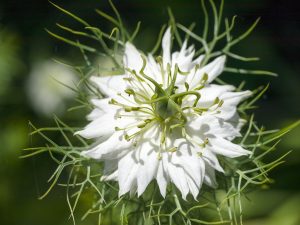 Black Seed Oil Benefits