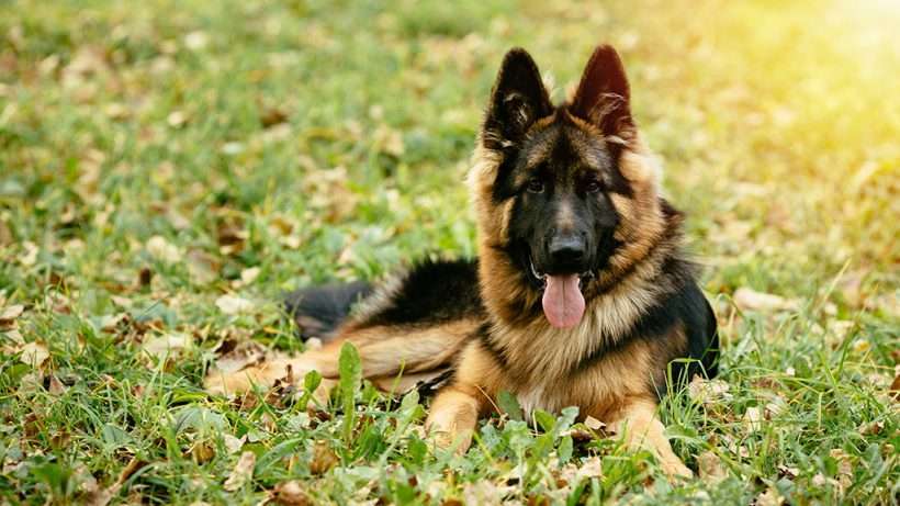 German Shepherd