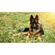 German Shepherd