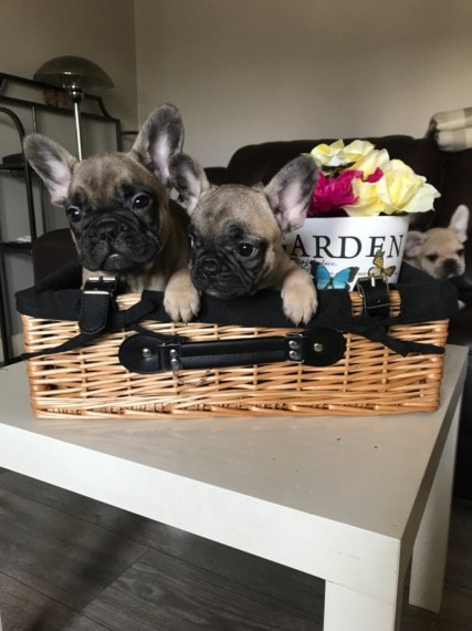 Bulldog Breeder - Bulldog B...