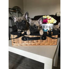 Bulldog Breeder - Bulldog Breeder