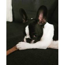 bulldog breeder  bulldog breeder