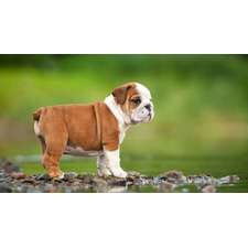 English Bulldog