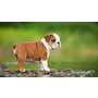 English Bulldog
