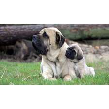 Mastiff