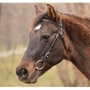 One Size Fits Most WESTERN BRIDLE made from BETA BIOTHANE (Solid Colored)