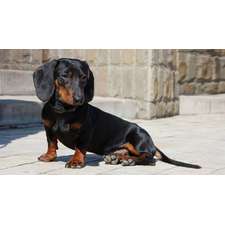 Dachshund Puppies for Sale - Central Park Puppies