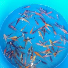 2-3" Standard Fin Koi Variety