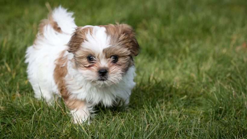 Shih Tzu