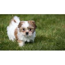 Shih Tzu