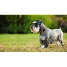 Miniature Schnauzer