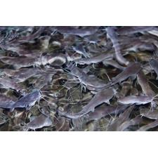 1.5″ to 3″ Blue Channel Catfish