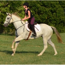 ENGLISH CONVERT-A-BRIDLE made from LEATHER