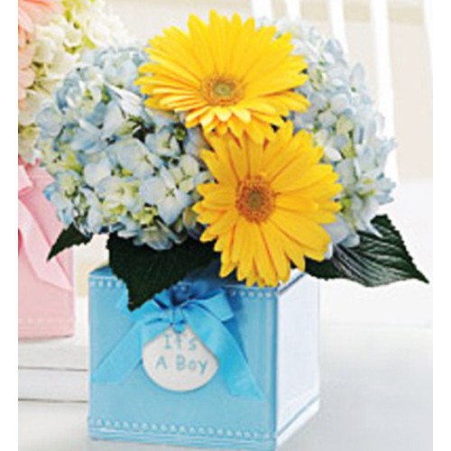 A Big Hello Baby Boy