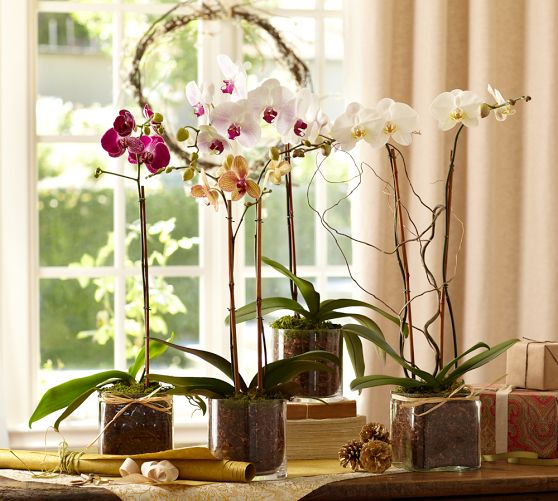 Live Phalaenopsis Orchid In...