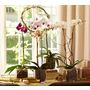 Live Phalaenopsis Orchid In Glass Vase | Pottery Barn