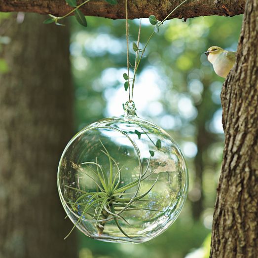 Shane Powers Hanging Glass Bubble Collection | West Elm