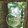 Shane Powers Hanging Glass Bubble Collection | West Elm