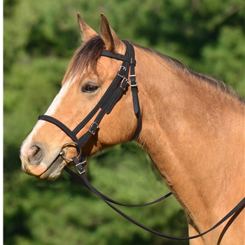 ENGLISH BRIDLE with CAVESSO...