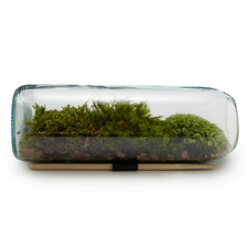 MOSS TERRARIUM BOTTLE | Glass Terrarium Gift | UncommonGoods