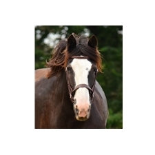 ENGLISH HUNT BRIDLE made from LEATHER