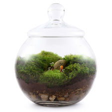 UNCHARTED TERRITORY TERRARIUM | moss terrarium, glass | UncommonGoods