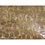 gold organza holiday fabrics