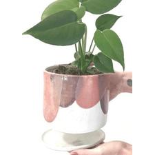 Ceramic Plant Pots | Garner Plant Delivery