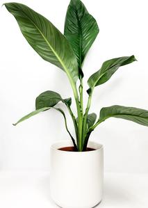 Peace LIly same day deliver...