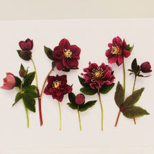 Purple Hellebores closeup 1000 pixels