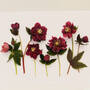 Purple Hellebores closeup 1...