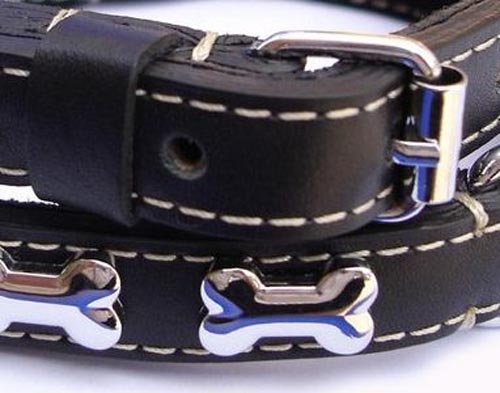 Bad to the Bone dog collar ...