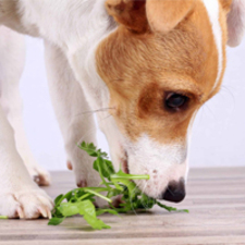 Consultation &amp; Donations