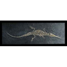 Stenosaurus Fossil spoon snout crocodile