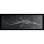 Stenosaurus Fossil spoon snout crocodile