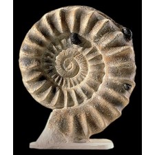 Ammonite Fossil - Pre-historic - Civilization