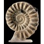 Ammonite Fossil - Pre-historic - Civilization