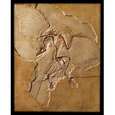 Archaeopteryx Fossil - Pre-historic - Civilization