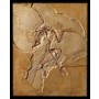 Archaeopteryx Fossil - Pre-historic - Civilization