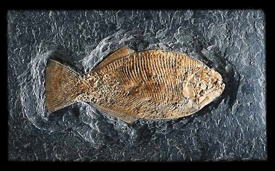 Ganoid Fish Fossil (Dapediu...