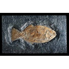 Ganoid Fish Fossil (Dapedius Punctatus) - Pre-historic - Civilization