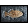 Ganoid Fish Fossil (Dapedius Punctatus) - Pre-historic - Civilization