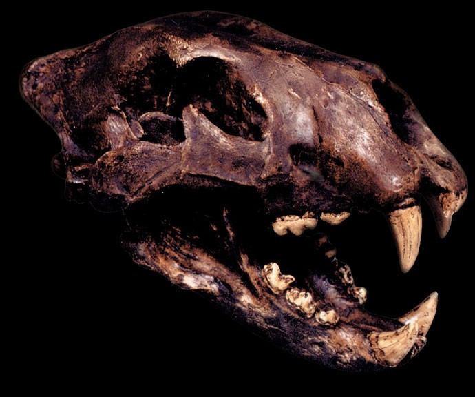 American Lion Skull (tar pi...