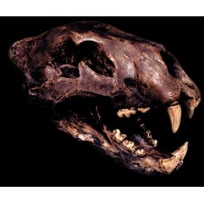 American Lion Skull (tar pit) with Stand - Pre-historic - Civilization