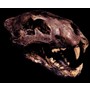 American Lion Skull (tar pit) with Stand - Pre-historic - Civilization
