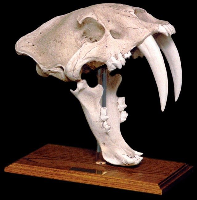 Saber Tooth Tiger Skull wit...